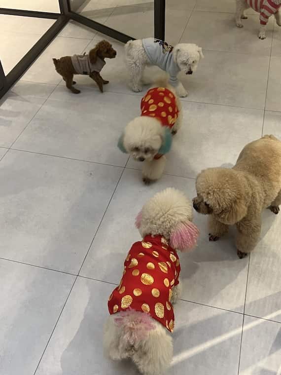 http://petlove.vn/wp-content/uploads/2019/07/IMG_3757.jpg