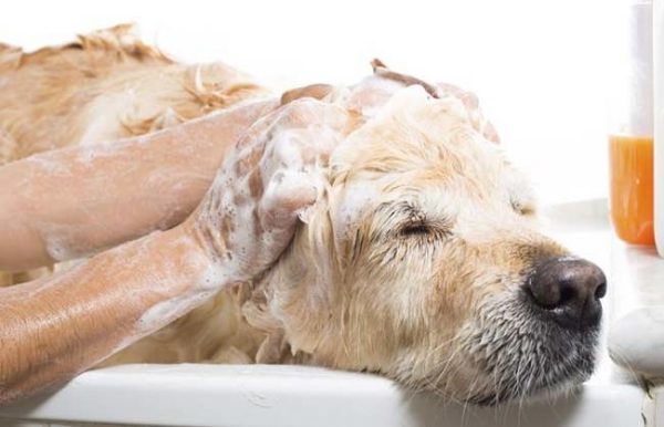 Làm sao để tắm cho chó đúng cách, tắm thì nhiều nhưng hóa ra chẳng mấy ai rõ