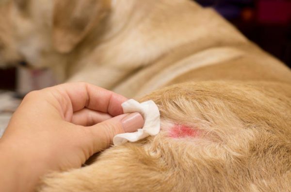 4 cách chẩn đoán và điều trị các bệnh về da ở chó