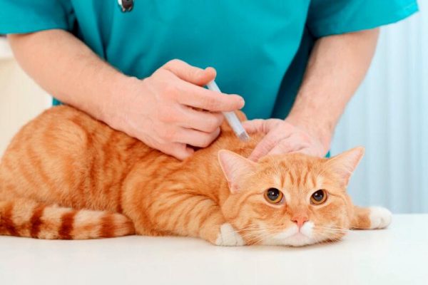 Top 7 bệnh thường gặp ở chó mèo và cách phòng trị bệnh