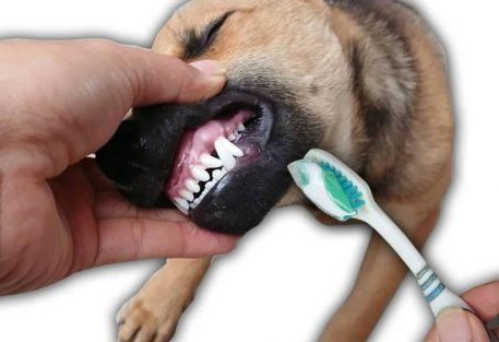 Cách để chải răng cho chó, ai cũng có thể làm được