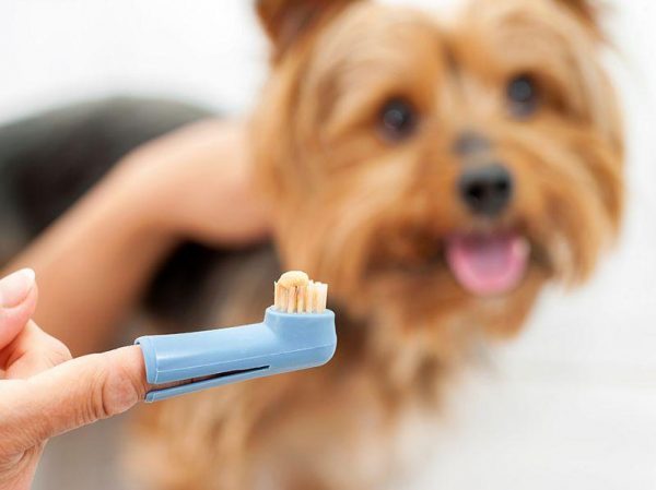 Kết quả hình ảnh cho Cách để chải răng cho chó