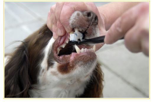 Kết quả hình ảnh cho Cách để chải răng cho chó