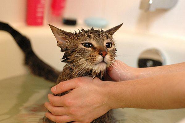 Cách để tắm cho mèo