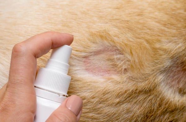Cách chẩn đoán và điều trị các bệnh về da ở chó tại nhà