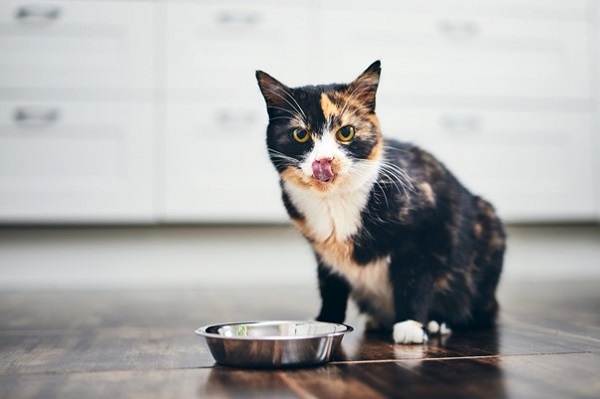 Nên Chọn Đồ Ăn Cho Mèo Là Hạt Hay Pate?