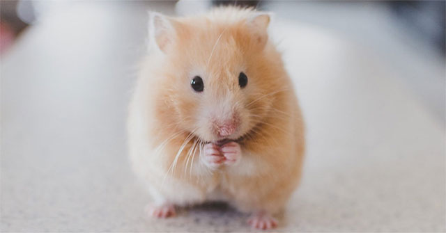 Chuột hamster giá bao nhiêu? Bí quyết cách chọn mua giá tốt