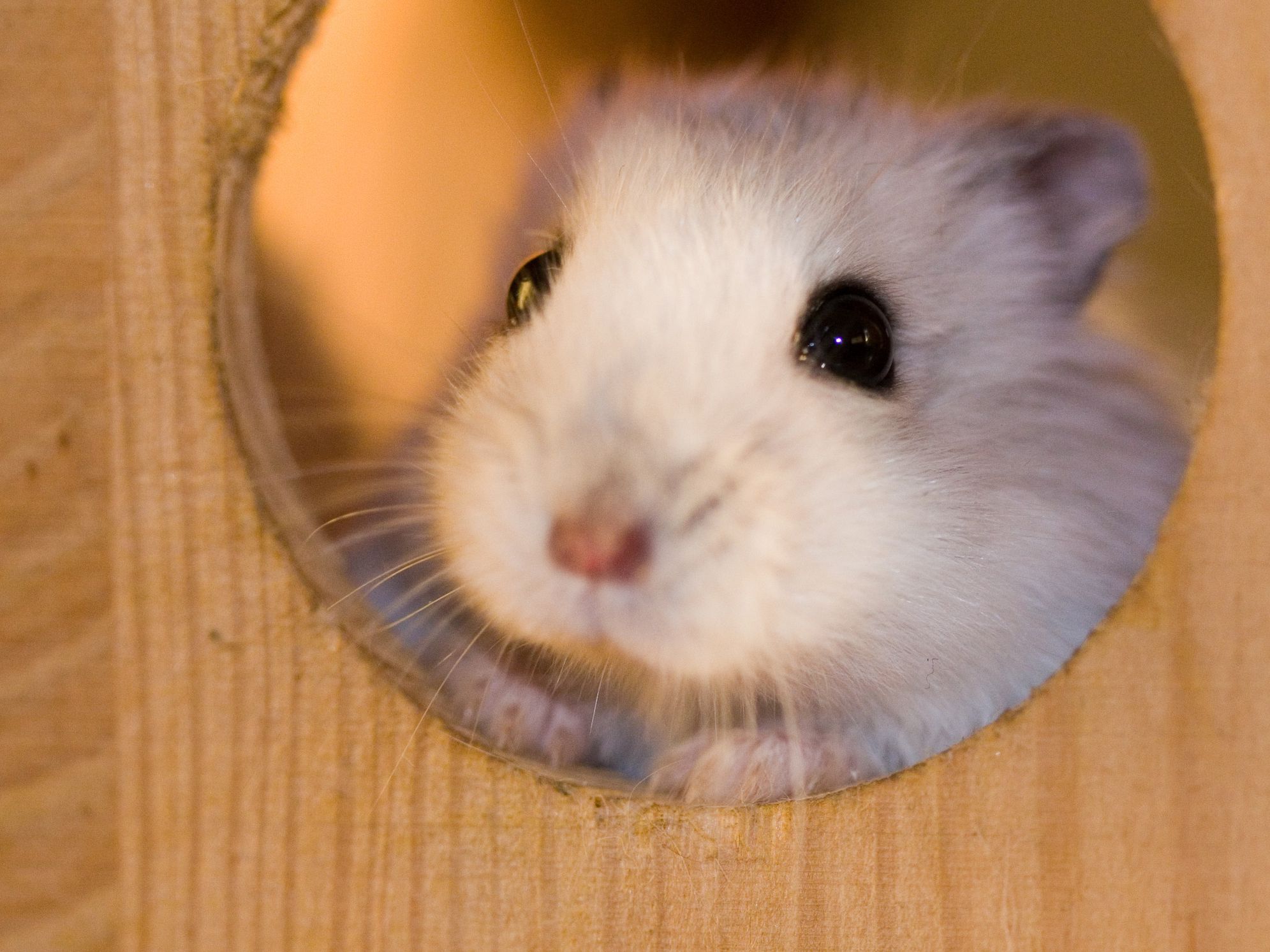 Chuột hamster giá bao nhiêu? Bí quyết cách chọn mua giá tốt