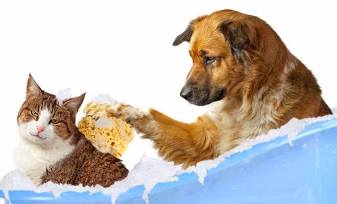 Top 5 dịch vụ tắm chó mèo uy tín nhất ở Hà Nội – Pet Love
